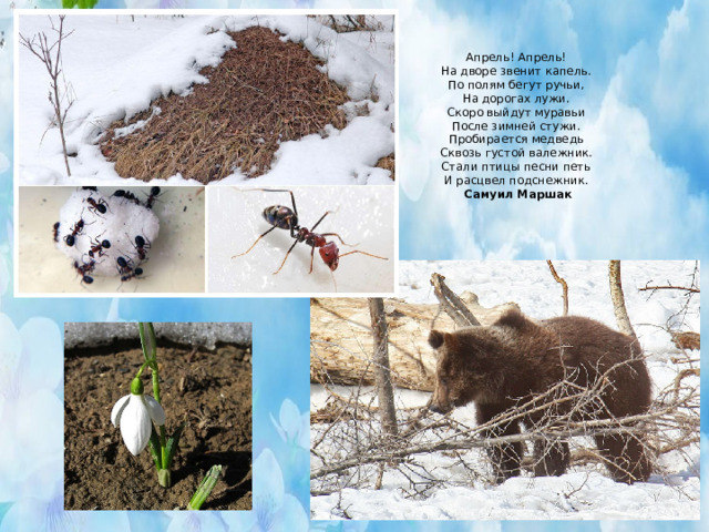 На дорогах лужи скоро выйдут муравьи. Апрель апрель на дворе звенит капель по полям бегут ручьи. Апрель апрель на дворе звенит. Муравьи после зимней стужи. Пробирается медведь сквозь Лесной.