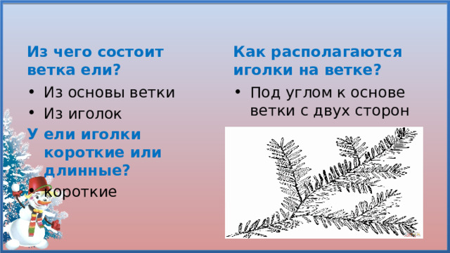 Из чего состоит ветка ели? Как располагаются иголки на ветке? Из основы ветки Из иголок Под углом к основе ветки с двух сторон У ели иголки короткие или длинные?