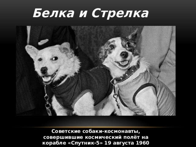 Белка и Стрелка Советские собаки-космонавты, совершившие космический полёт на корабле «Спутник-5» 19 августа 1960 года