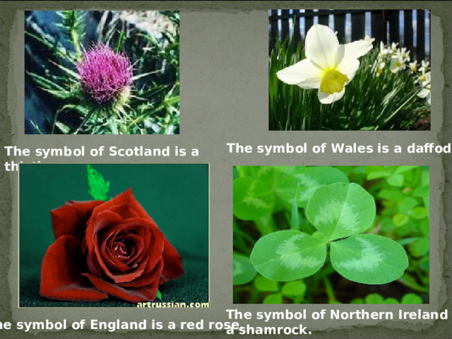 The symbol of Wales is a daffodil. The symbol of Scotland is a thistle. The symbol of Northern Ireland is a shamrock. The symbol of England is a red rose.