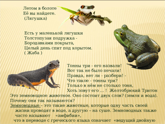 Летом в болоте Её вы найдете.  (Лягушка) Есть у маленькой лягушки  Толстопузая подружка -  Бородавками покрыта,  Целый день спит под корытом. ( Жаба ) Тонны три - его назвали!  Вот так не было печали!  Правда, нет ли - разбери! -  Что такое - тонны три?  Только в нём не столько тонн,  Хоть зовут его ... ! Желтобрюхий Тритон Это земноводное животное. Оно состоит двух слов? (земля и вода). Почему они так называются? Земноводные – это такие животные, которые одну часть своей жизни проводят в воде, а другую – на суше. Земноводных также часто называют «амфибии», что в переводе с греческого языка означает «ведущий двойную жизнь».