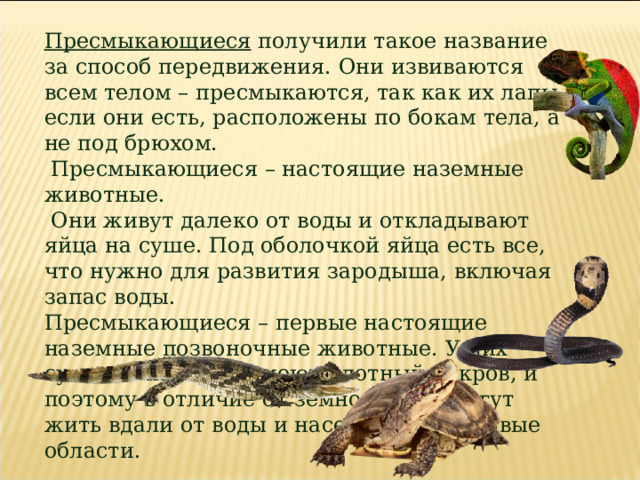 Пресмыкающиеся получили такое название за способ передвижения. Они извиваются всем телом – пресмыкаются, так как их лапы, если они есть, расположены по бокам тела, а не под брюхом.  Пресмыкающиеся – настоящие наземные животные.  Они живут далеко от воды и откладывают яйца на суше. Под оболочкой яйца есть все, что нужно для развития зародыша, включая запас воды. Пресмыкающиеся – первые настоящие наземные позвоночные животные. У них сухая кожа, яйца имеют плотный покров, и поэтому в отличие от земноводных могут жить вдали от воды и населять засушливые области.