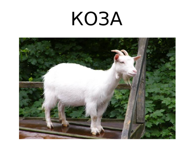 КОЗА