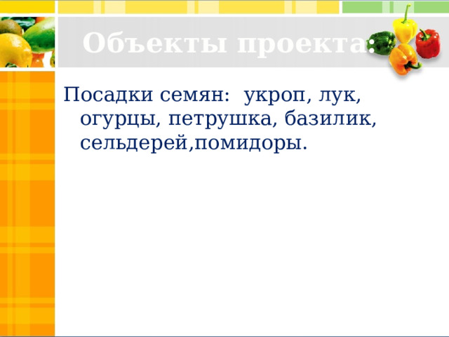 Объекты проекта: Посадки семян: укроп, лук, огурцы, петрушка, базилик, сельдерей,помидоры.