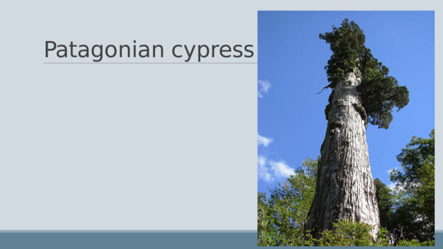 Patagonian cypress