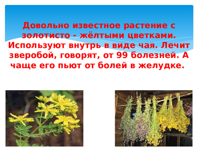 Довольно известное растение с золотисто - жёлтыми цветками. Используют внутрь в виде чая. Лечит зверобой, говорят, от 99 болезней. А чаще его пьют от болей в желудке.