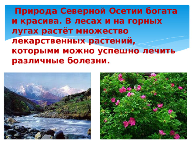 Природа Северной Осетии богата и красива. В лесах и на горных лугах растёт множество лекарственных растений, которыми можно успешно лечить различные болезни.