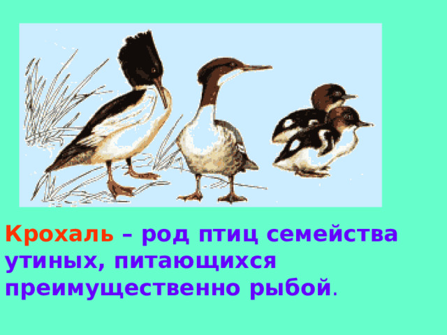 Крохаль – род птиц семейства утиных, питающихся преимущественно рыбой .
