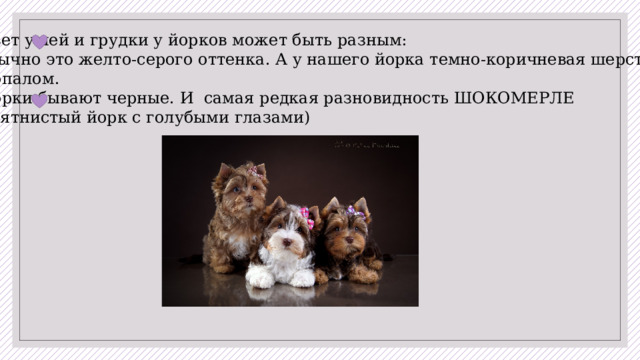 Цвет ушей и грудки у йорков может быть разным: обычно это желто-серого оттенка. А у нашего йорка темно-коричневая шерсть с опалом. Йорки бывают черные. И самая редкая разновидность ШОКОМЕРЛЕ ( пятнистый йорк с голубыми глазами)