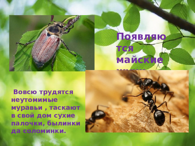 Появляются майские жуки   Вовсю трудятся неутомимые муравьи , таскают в свой дом сухие палочки, былинки да соломинки.