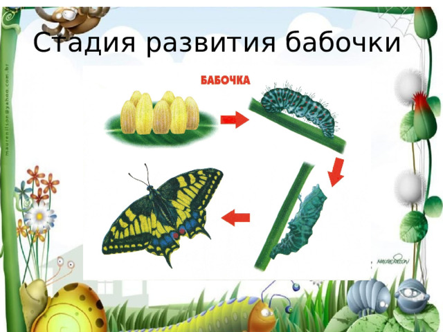 Стадия развития бабочки