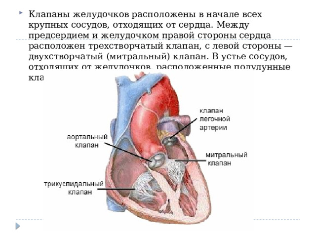 Клапаны желудочков расположены в начале всех крупных сосудов, отходящих от сердца. Между предсердием и желудочком правой стороны сердца расположен трехстворчатый клапан, с левой стороны — двухстворчатый (митральный) клапан. В устье сосудов, отходящих от желудочков, расположенные полулунные клапаны.