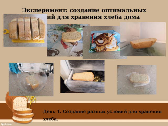 Эксперимент: создание оптимальных условий для хранения хлеба дома День 1. Создание разных условий для хранения хлеба.