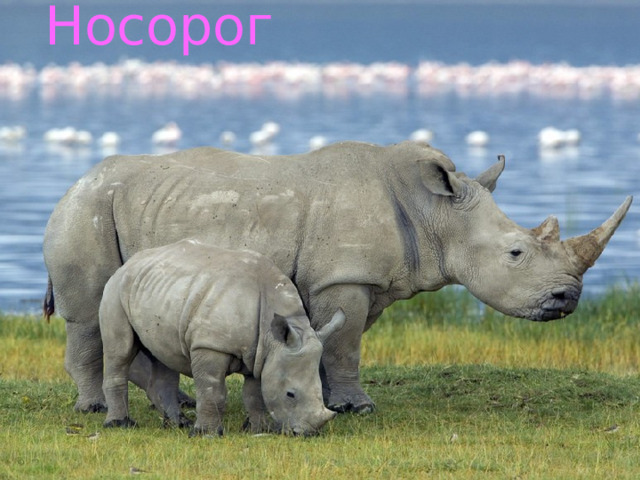 Носорог Носорог