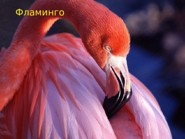 Ф Фламинго Фламинго