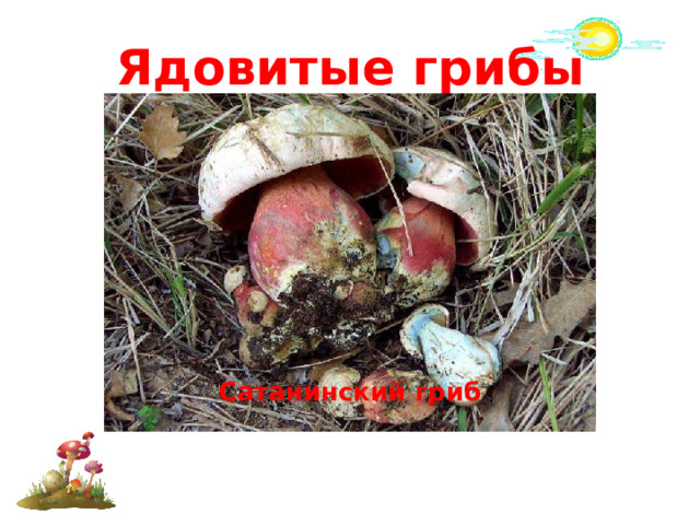 Ядовитые грибы Сатанинский гриб Говорушка беловатая Боровик несъедобный