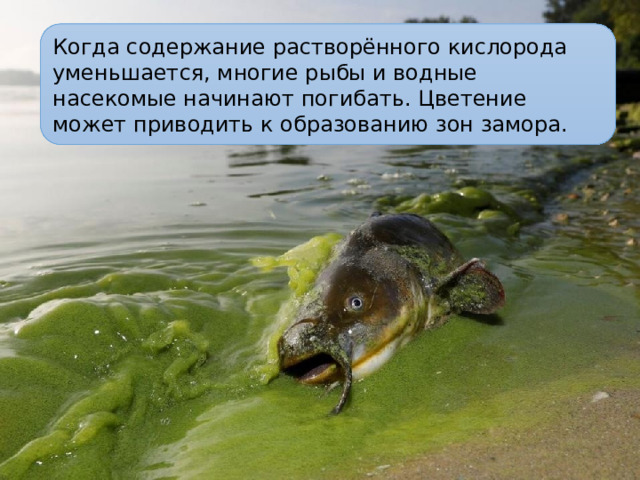 Когда содержание растворённого кислорода уменьшается, многие рыбы и водные насекомые начинают погибать. Цветение может приводить к образованию зон замора.