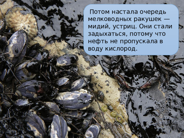   Потом настала очередь мелководных ракушек — мидий, устриц. Они стали задыхаться, потому что нефть не пропускала в воду кислород. 