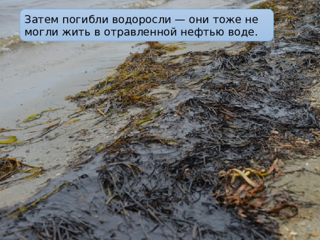 Затем погибли водоросли — они тоже не могли жить в отравленной нефтью воде. 