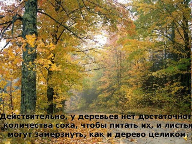 Действительно, у деревьев нет достаточного  количества сока, чтобы питать их, и листья могут замерзнуть, как и дерево целиком.