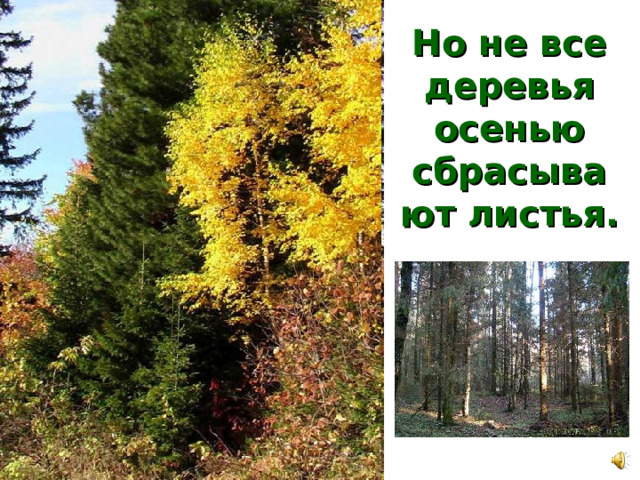 Но не все деревья осенью сбрасывают листья.