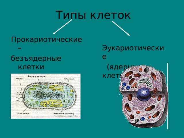 Типы клеток Прокариотические – безъядерные клетки  Эукариотические  (ядерные клетки)