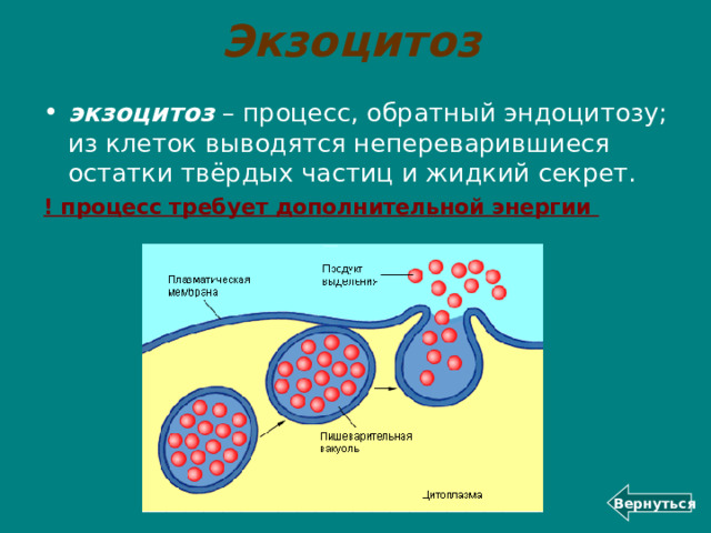Экзоцитоз экзоцитоз – процесс, обратный эндоцитозу; из клеток выводятся непереварившиеся остатки твёрдых частиц и жидкий секрет. ! процесс требует дополнительной энергии Вернуться