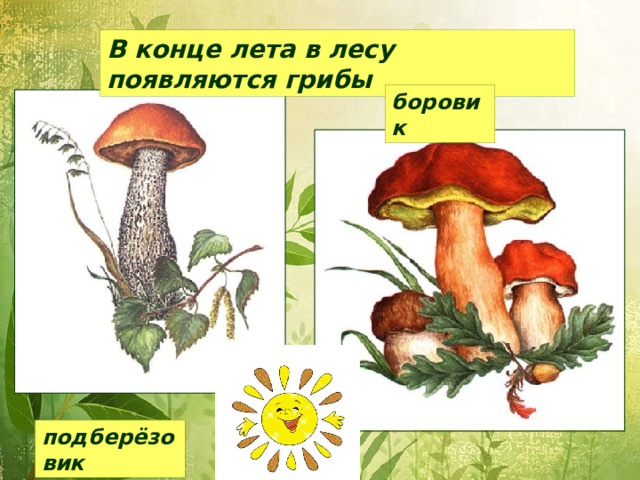В конце лета в лесу появляются грибы боровик подберёзовик