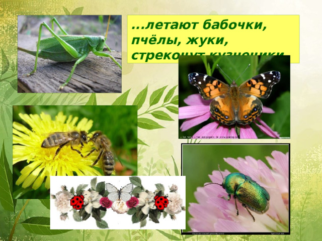 ...летают бабочки, пчёлы, жуки, стрекочут кузнечики.