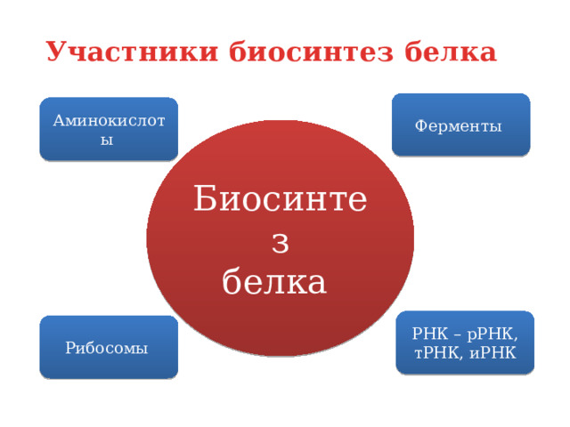 Участники биосинтез белка   Ферменты Аминокислоты Биосинтез белка РНК – рРНК, тРНК, иРНК Рибосомы