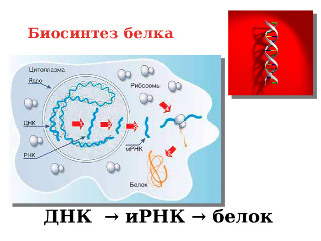 Биосинтез белка   ДНК → иРНК → белок