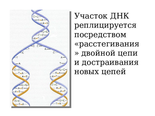 Участок ДНК реплицируется посредством «расстегивания» двойной цепи и достраивания новых цепей