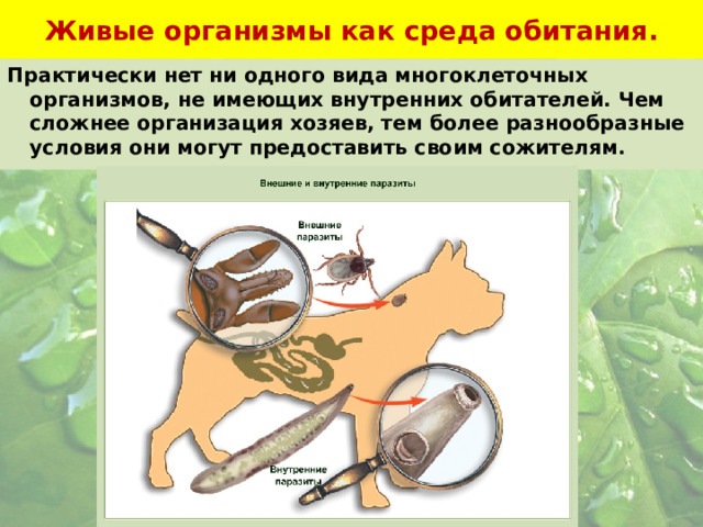 Живые организмы как среда обитания. Практически нет ни одного вида многоклеточных организмов, не имеющих внутренних обитателей. Чем сложнее организация хозяев, тем более разнообразные условия они могут предоставить своим сожителям.