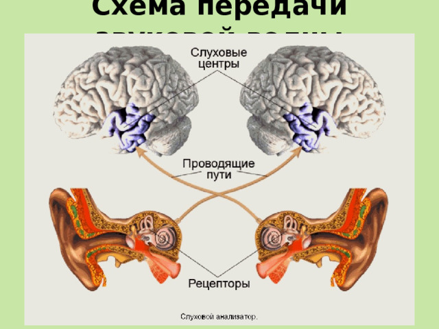 Схема передачи звуковой волны