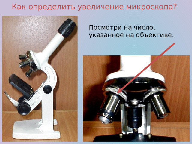 Как определить увеличение микроскопа? Посмотри на число, указанное на объективе.