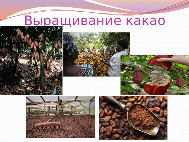 Выращивание какао