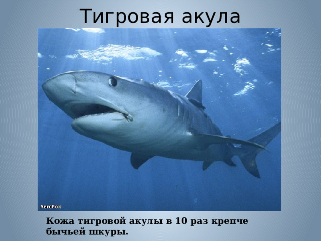 Тигровая акула Кожа тигровой акулы в 10 раз крепче бычьей шкуры.