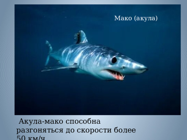 Мако (акула)   Акула-мако способна разгоняться до скорости более 50 км/ч.