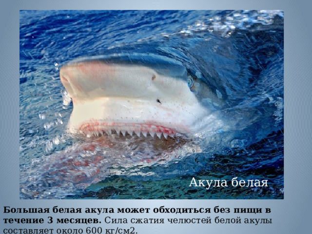 Акула белая Большая белая акула может обходиться без пищи в течение 3 месяцев. Сила сжатия челюстей белой акулы составляет около 600 кг/см2. 