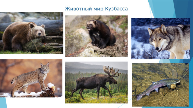 Животный мир Кузбасса