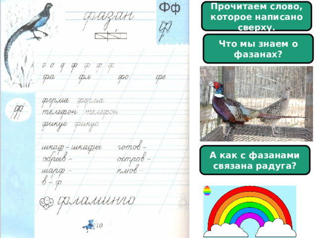 Прочитаем слово, которое написано сверху. Что мы знаем о фазанах? А как с фазанами связана радуга?