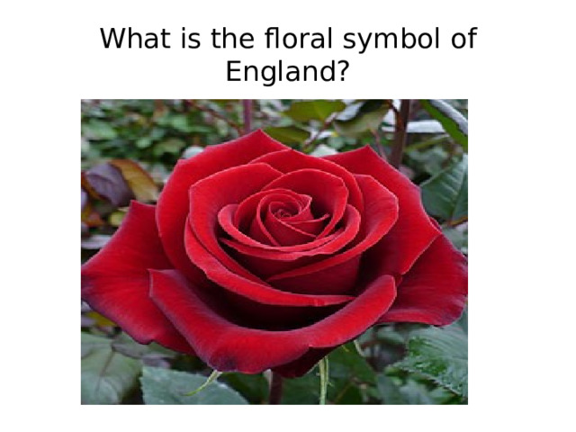 What is the floral symbol of England?