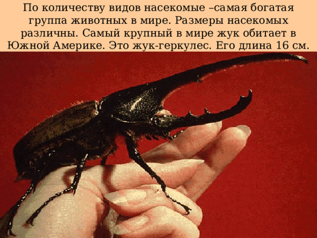 По количеству видов насекомые –самая богатая группа животных в мире. Размеры насекомых различны. Самый крупный в мире жук обитает в Южной Америке. Это жук-геркулес. Его длина 16 см.