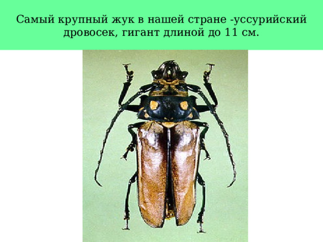 Самый крупный жук в нашей стране -уссурийский дровосек, гигант длиной до 11 см.