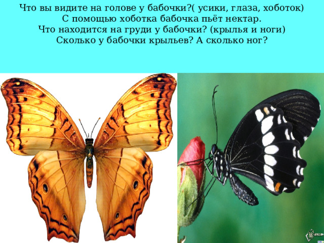 Что вы видите на голове у бабочки?( усики, глаза, хоботок)  С помощью хоботка бабочка пьёт нектар.  Что находится на груди у бабочки? (крылья и ноги)  Сколько у бабочки крыльев? А сколько ног?