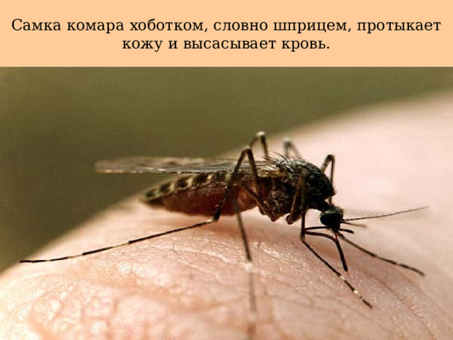Самка комара хоботком, словно шприцем, протыкает кожу и высасывает кровь.