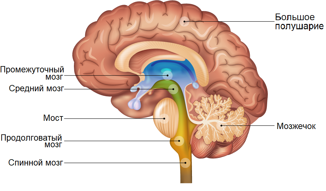 Внутренние части мозга. Структура мозга. Структуры головного мозга. Головной мозг анатомия. Строение головного мозга человека.