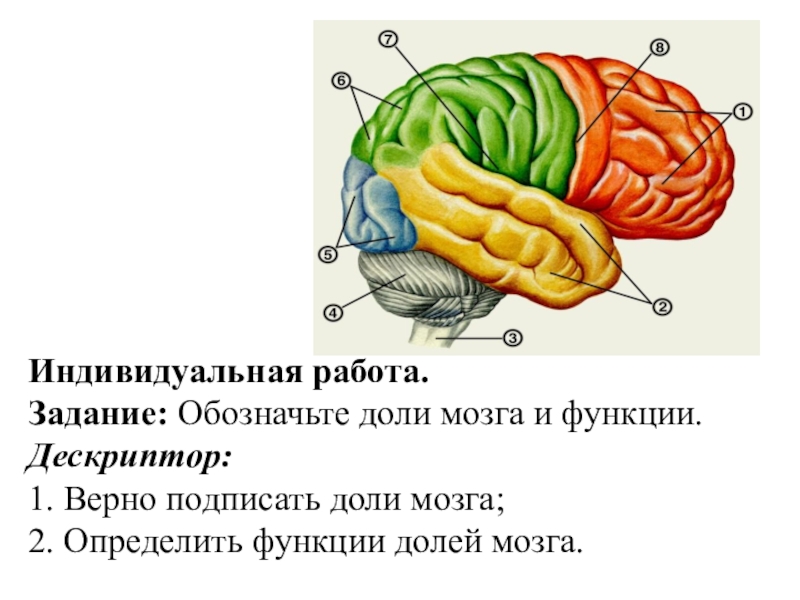 Доли мозга расположение. Доли головного мозга. Доли мозга и их функции. Функции долей головного мозга. Головной мозг задание.