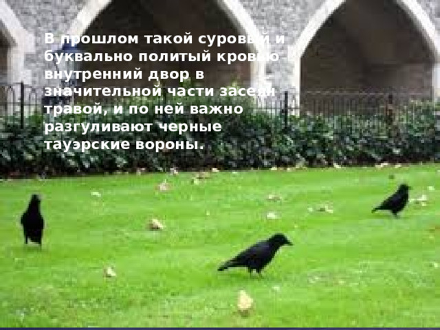 В прошлом такой суровый и буквально политый кровью внутренний двор в значительной части засеян травой, и по ней важно разгуливают черные тауэрские вороны.