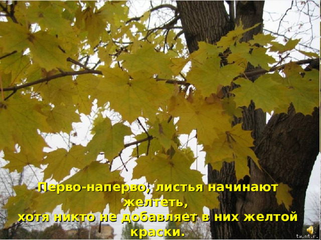 Перво-наперво, листья начинают желтеть, хотя никто не добавляет в них желтой краски.  Желтая краска находится в листьях всегда, только летом желтый цвет незаметен.